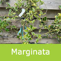 Broad Leaved Silver Holly Tree Ilex Aquifolium Argentea Marginata Supplied 80-150cm **FREE UK MAINLAND DELIVERY**